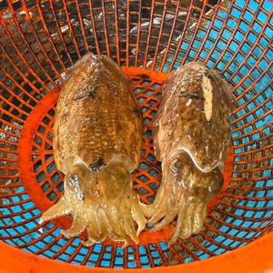 생물 갑오징어 활갑오징어 1kg 2-3미