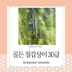 골든 철갑상어 30센티급 1마리 엄청난포스~존재감 대박!! 관상용 열대어 어항 수족관 생먹이자루