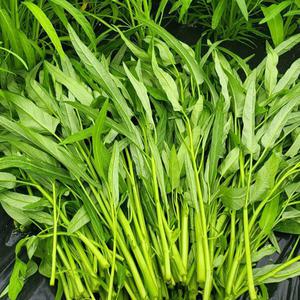공심채 모닝글로리 1kg 동남아야채 채소 당일수확 bao thecbe / rau muong