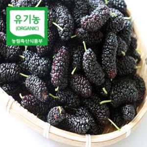 산지직송 2025 전북 순창 유기농 냉동 햇 오디 열매 생과 5kg 10kg 햇오디 유기농오디 오디생과 냉동오디 오디열매 오디생과10kg 오디생과5kg 냉동오디10kg