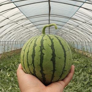 국내산 미니 애플수박 3통 1.5kg 이상