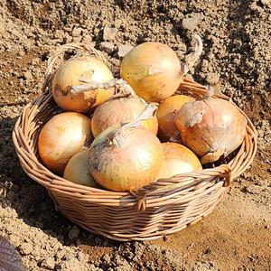 [혜택가 6,290원]알담 해남 햇 양파 중과 3kg 외 5/10kg 만생종