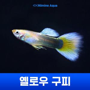 옐로우 구피 1마리