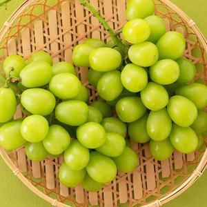고당도 프리미엄 샤인머스켓 망고포도 특품 1kg 2kg