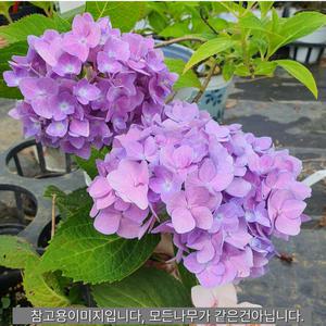 정원수국나무 엔들레스썸머수국 오리지널 4치장포트