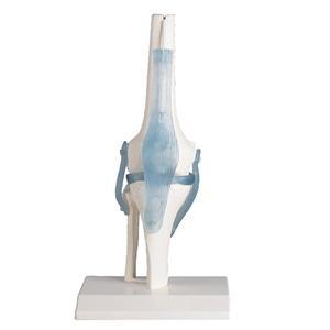 ERLER ZIMMER  4552 - 유연한 무릎 관절모형