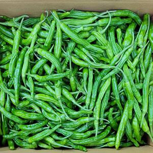 국내산 꽈리고추 특품 1kg