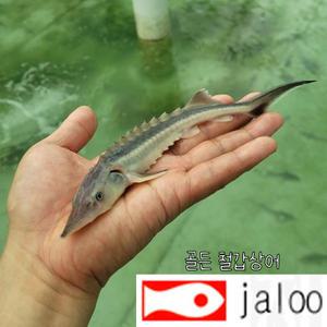 생먹이 자루 골든 철갑상어 치어 10-15센티급 1마리 시베리아 스탈렛 러시안 관상용 연못 수족관