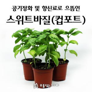 [모종심는아빠] 공기정화와 식용으로 인기 스위트바질 모종컵포트