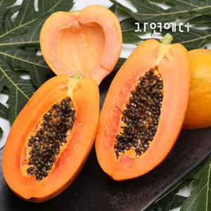 [롯데백화점]자연에더 경기도 포천 스위탄 국내산 파파야 1kg