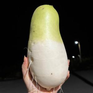 싱싱한 제주무 월동무 10kg