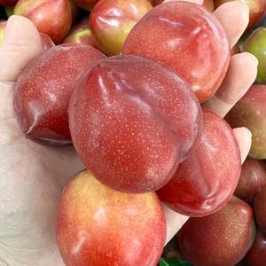 최상급 대석 자두 1 / 2 / 3 kg 달달과육팡팡 산지발송 과일선물 과일간식 경북자두
