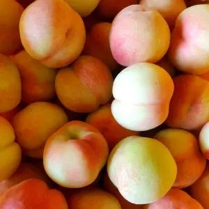 꿀맛 대극천 복숭아 딱딱이복숭아 첫수확 제철과일 신선보장 프리미엄 소과 로얄과 2kg 선물용