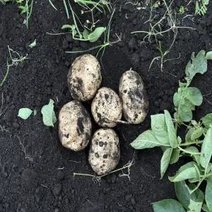 (농할쿠 폰가 4,980원)포슬포슬 햇 수미감자1.5kg (2세트구매시4kg발송)