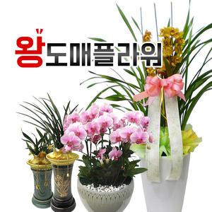 (개업화분 BEST 1위) 동양란 서양란 취임 승진 개업/이전 축하화분