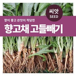 마이플랜트 향고채 고들빼기 씨앗 3000립