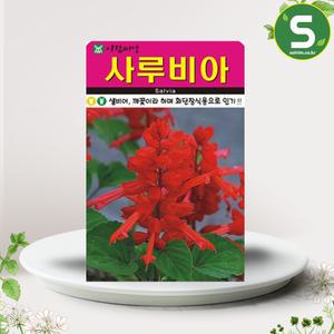 AR 사루비아씨앗 200립 사루비아 샐비어 깨꽃 꽃씨앗