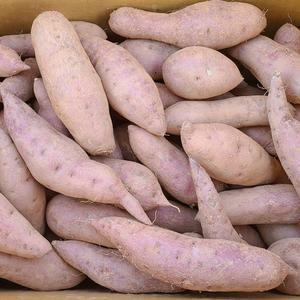 당진 호박고구마 10kg 긴상 특품 당도 최고