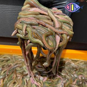 [기타]청갯지렁이 청개비 갯지렁이 250g 500g 우럭 도다리 망둥어 장어 강성돔 선상낚시 생활낚시미끼