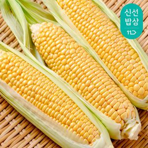 고당도 해남 달콤한 초당옥수수