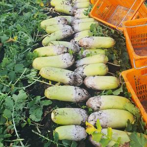 24년 햇 제주 무우 월동무 세척무 겨울무 작아도 맛있는 무 5kg 5-11수
