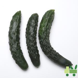 가시오이 10Kg (상)
