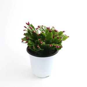 게발선인장(중품)