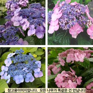 엔들리스썸머시리즈 정원수국(트위스트앤샤우트) 4치장포트