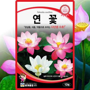 세계종묘 연꽃 씨앗 10립 백련 홍련 연꽃 씨 수경 꽃 종자