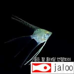 생먹이 자루 골든 펄 롱테일 엔젤 피쉬 1마리 우아하고 멋진 열대어