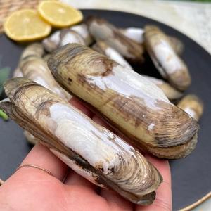 남해 생물 맛조개 1kg