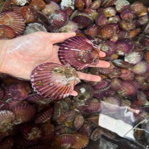통영 산지 달달한 세척 홍가리비 1kg