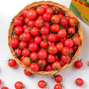 [토마토마] 실키핑크토마토 2kg 3kg