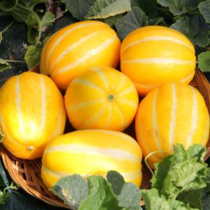 맛있는 가정용 성주 꿀참외 5KG /10KG
