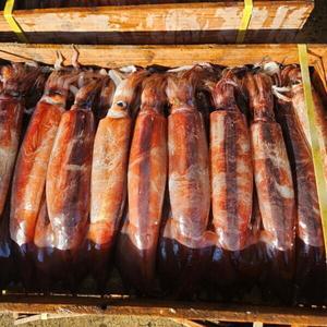 국산 오징어 활 횟감 생물 오징어 1kg 채낚기