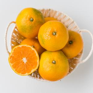 탱글하고 달콤한 과즙, 햇 제주귤 하우스감귤 (5kg / 대과 / L-3L (18 ~ 23과 내외))