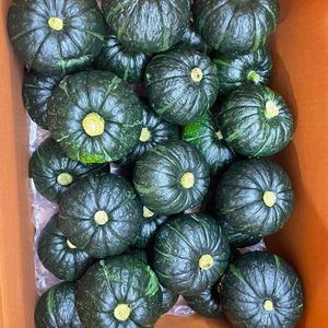 제주 보우짱 미니 밤호박 단호박 로얄과 10kg