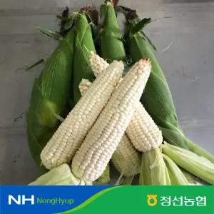 정선찰옥수수 /특품/미백2호