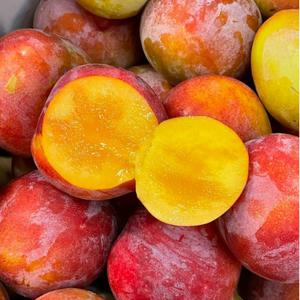 국내산 자두 5kg 크기랜덤