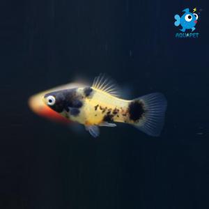 범블비 플래티 5+1마리[암수랜덤발송]