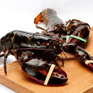 항공 캐나다 활 랍스터 바닷가재 500g 600g외