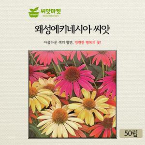 세계 왜성에키네시아 꽃씨앗 50립 일년생 꽃씨 종자