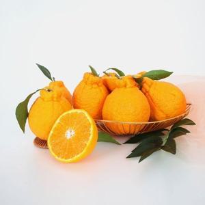 신선플레이 자연예서 제주 한라봉 3kg(6-7과) 가정용 고당도