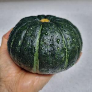 제주 미니단호박 보우짱 못난이혼합 10kg(14-84과)