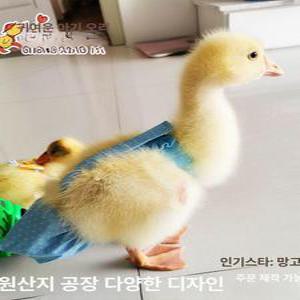 닭기저귀 바지 배변 거위 닭 가금류 애완용반려닭