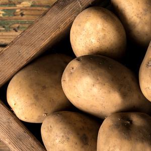 국내산 포슬포슬 햇 감자 수미/두백감자 5kg(중/대/특)