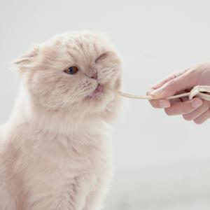 고양이 건식 간식 캣츠모리 와이어츄 덴탈 껌 7p