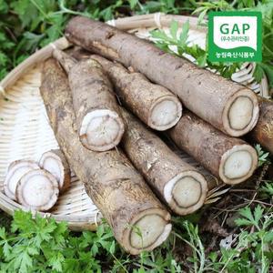 [친환경팔도][GAP] 경산 세척 우엉 2kg