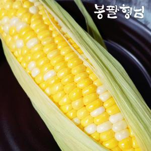 해남 당일수확 초당옥수수 (정품) 20개