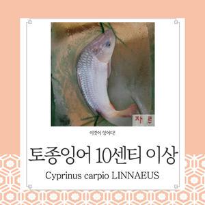 토종잉어 10-25센티급 1마리   연못 방생 조경   관상용 열대어 어항 수족관 생먹이자루